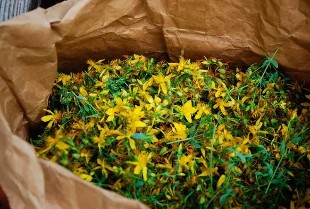 The influence of St. John's wort on the potency